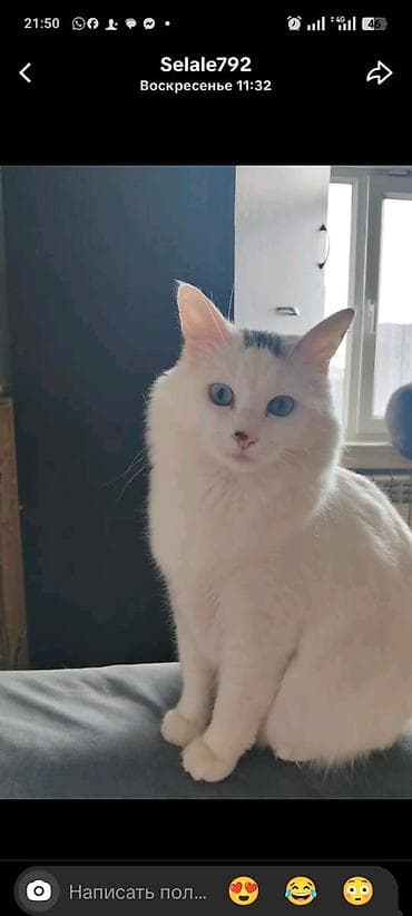 Türk anqora, Yaxşı əllərə — 2