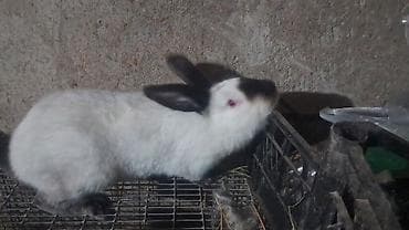 Gəmiricilər: Temiz kaliforniya dovsanlar satilir.qusardan getirmishem — 2