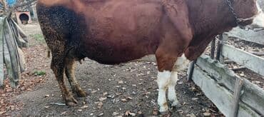 ordək balaları: Iney 5 ci balaya 2 aylig boqazdi yoxlatdirmişam . hal hazirda sudu 18 — 4