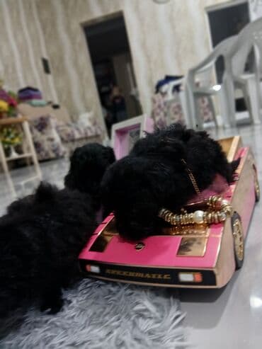 itlər pudel: Pudel, 2 ay, Dişi, Sənədli, Pulsuz çatdırılma — 10