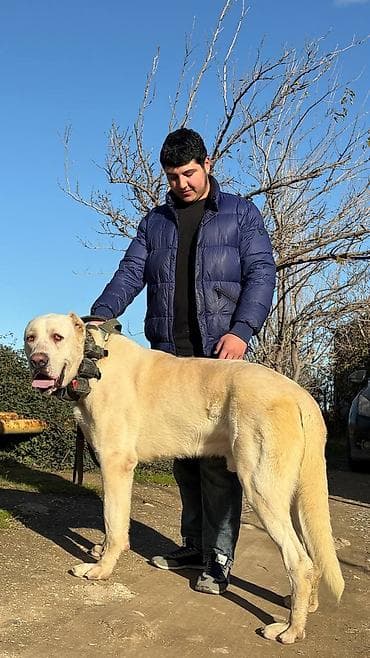 itlerin satisi: Alabay — 1