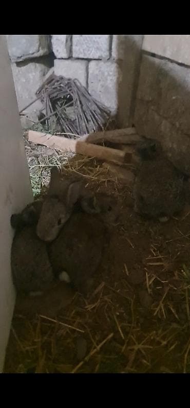 inəyin balası: Salam təmiz qan ətlik Flandr (Flemish Giant) Balaları satılır 20 — 3