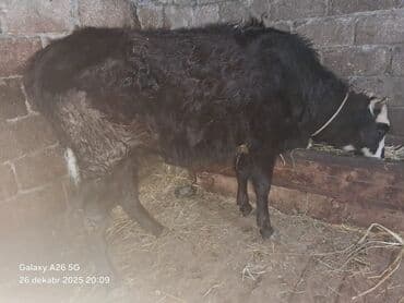 Digər heyvanlar: Erkək, il: 1, Damazlıq, Ünvandan götürmə — 5