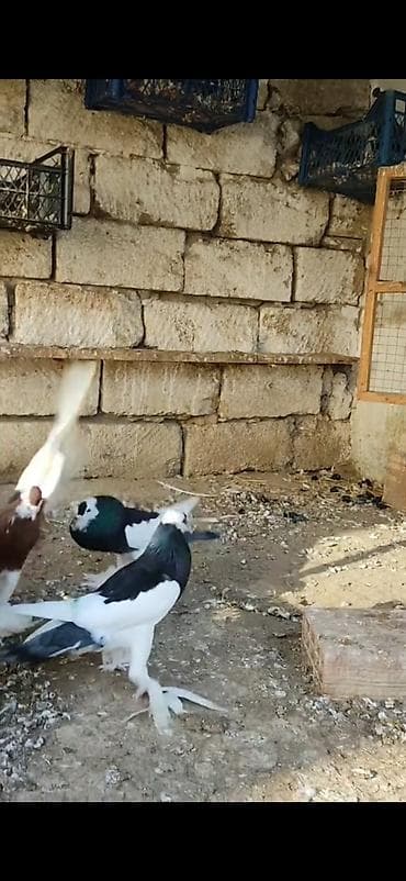 cins toyuqlarin satisi: Ağ və ağ-qara naxışlı fancy göyərçinlər (cütlük və fərdlər). - Növ — 8
