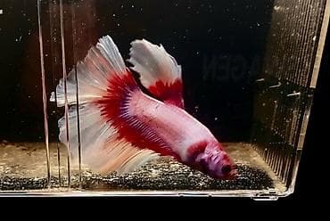 Betta (Petuşok balığı), Sülhsevər, Ünvandan götürmə