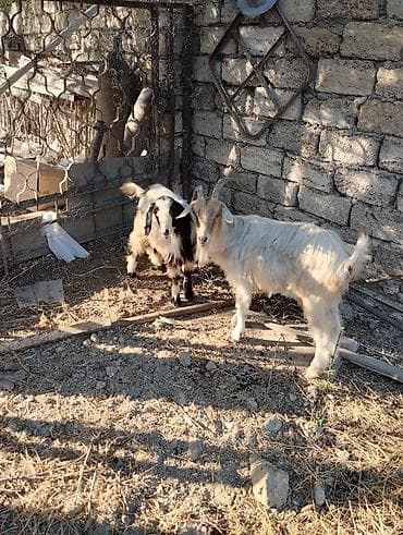 keci sudluk: Satış: 2 baş keçi

- Növ: yerli keçi
Erkey ve dişi — 3