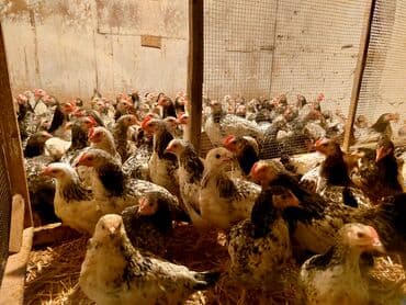 it bazari bakida: Toyuq cücələri, Ətlik — 1