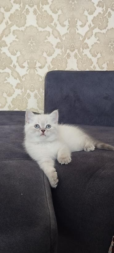 labrador balasi satilir: Erkək, Dişi, Yaxşı əllərə, Ünvandan götürmə, Ödənişli çatdırılma, Rayonlara çatdırılma — 1