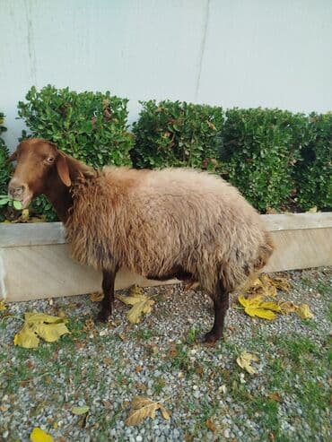 ev heyvanları adları: SalamQala qoyunları satılır. bir ana bala bir tek qoyun. quzu disidi — 2