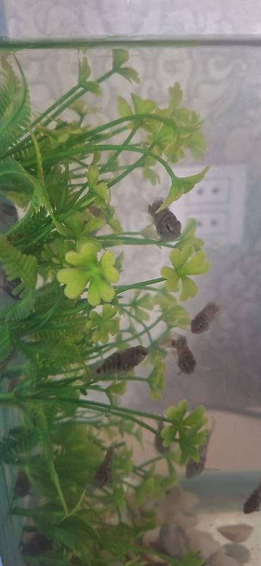 beta balığı qiymət: Dördbucaq akvarium, Balıqlarla birlikdə, 17 l, Ünvandan götürmə — 2