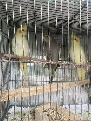tutuquşlar: Nimfa tutuquşuları (cockatiel) – baladir istesez hazir cutde var 1 — 2