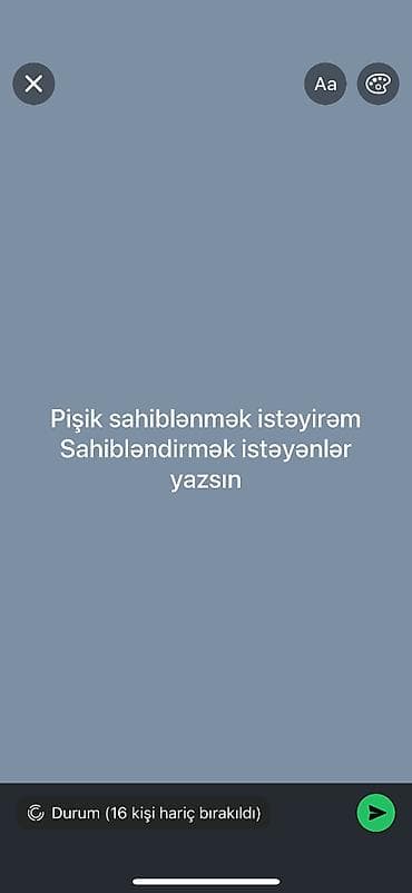 iran pişiyi: Ailəvi, uşaqlı ev üçün pişik axtarıram. Oyuncaq kimi yox, ailə üzvü — 1