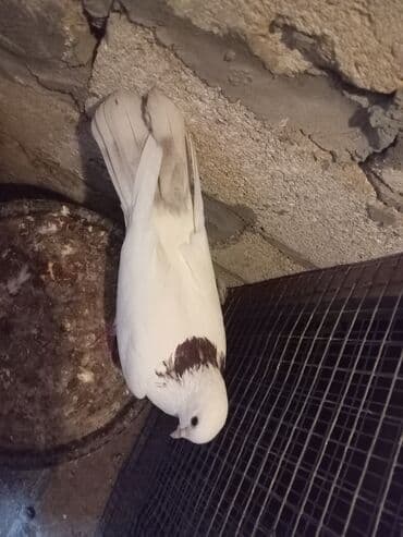 pavlin goyercin: Salam ənni quyrug göyərçin iki tük sarı quyrug və boynu güllü — 4