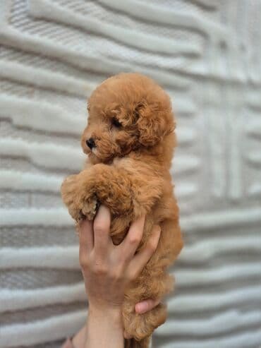 pudel satisi: Pudel — 2