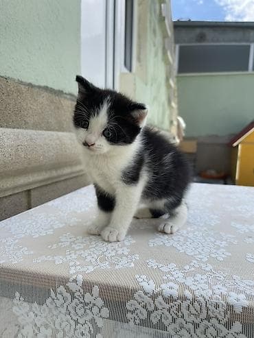 pisik ag: Erkək, Yaxşı əllərə — 2