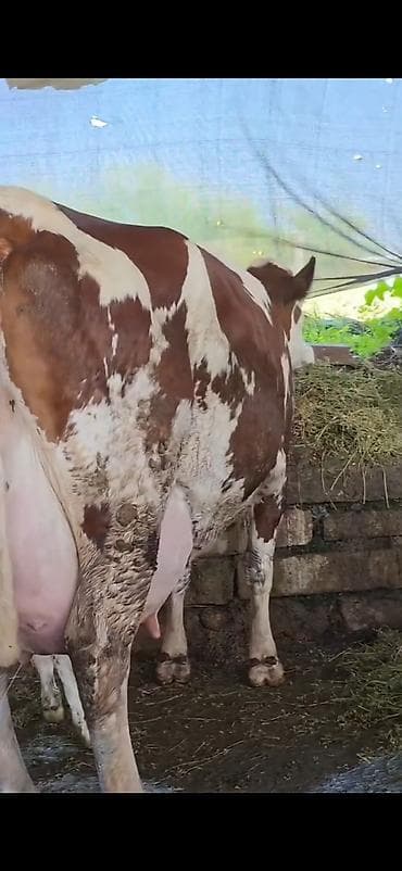 ineklər: Simental inek inci balasi erkək 4 gunluk bala ile 38.40 lt sudu var — 2