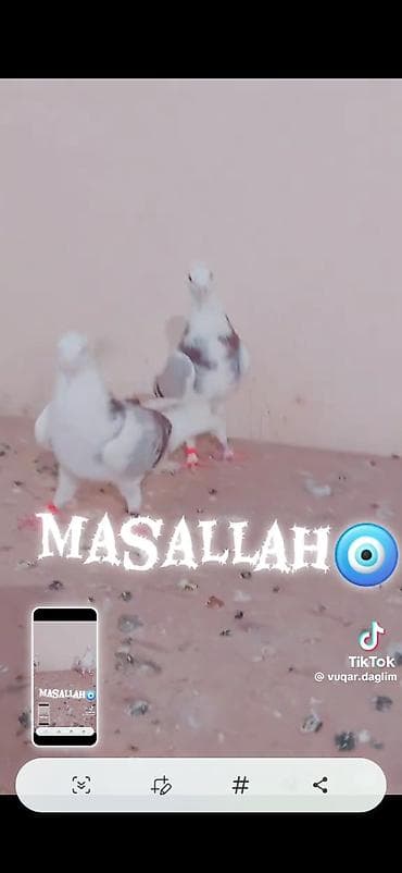 quş satılır: Qırmızı-boz naxışlı, ağ əsas rəngli dekorativ göyərçinlər dəsti — 2