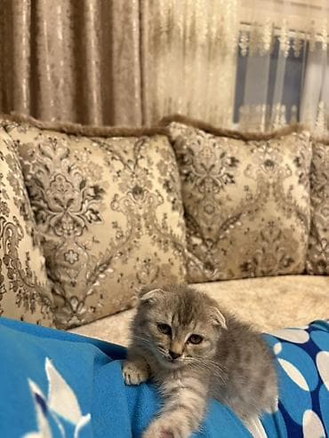 Gəmiricilər: Şotland yastı qulaq, Yaxşı əllərə, Ünvandan götürmə — 3