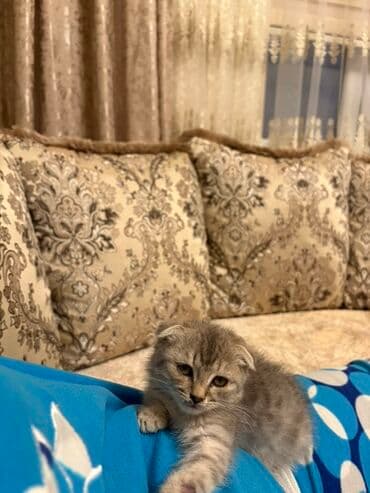 şirin pişik: Şotland, Yaxşı əllərə, Ünvandan götürmə — 2