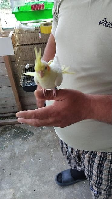 Nimfa (Cockatiel) – açıq sarı-ağ rəngli, alnında və çiynində sarı