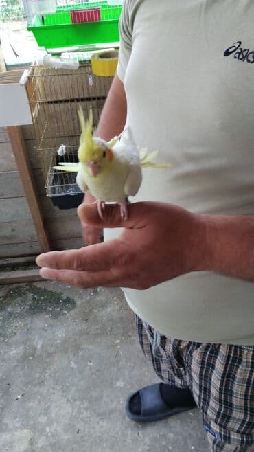 anqut quşu: Nimfa (cockatiel) papağanı - Növ: Nimfa (Nymphicus hollandicus) - — 3