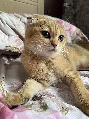 Heyvanlar: Qızıl şinşilla, Dişi — 3