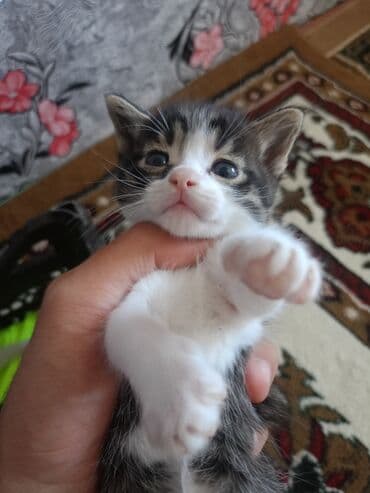 pişik qabı: Erkək, Yaxşı əllərə, Pulsuz çatdırılma — 4