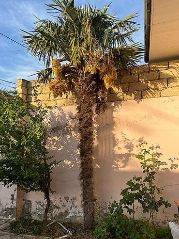 meyve tingleri satisi: Ağac hazırda çiçəkdədir və tam formalaşmış qalın lifli gövdəsi ilə — 3