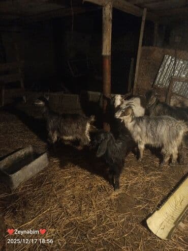 Inəklər, öküzlər: 7 bas disi damazliga yararli elde saxlanan tam saglam keci cepis — 6