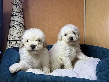 qala cinsi: Pudel, Erkek — 2