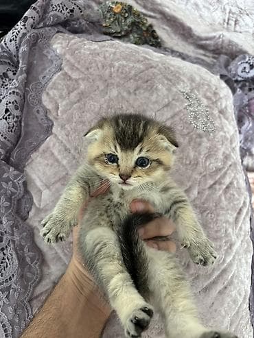 balaca pisik: Şotland yastı qulaq — 2