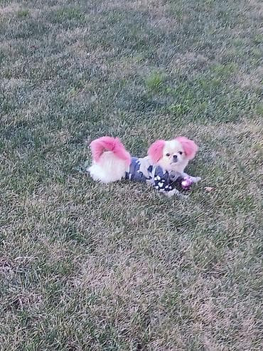 itlə: Məhsul: Kiçik itlər üçün isti qış gödəkçəsi Təsvir: - Kiçik ölçülü — 2