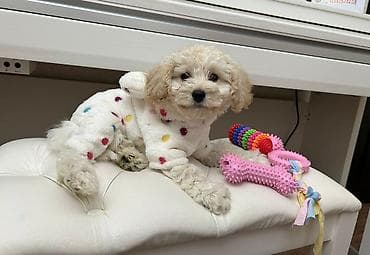 pudel satilir 2020: Pudel, 3 ay, Erkek, Peyvəndli, Pulsuz çatdırılma — 6