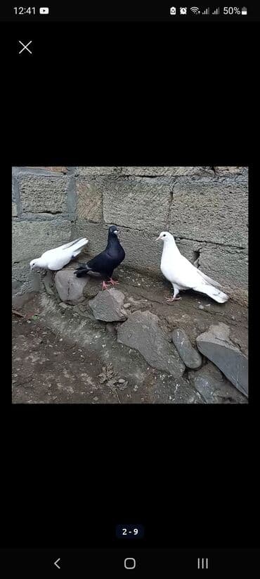 İtlər: 3 ü bir yerdə 15 azn. - Rənglər: 2 ədəd ağ, 1 ədəd qara. - Ayaqlarda — 1