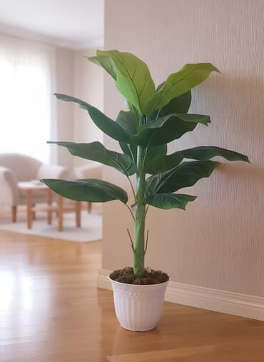 ana ürəyi gülü: Təzədir — 1