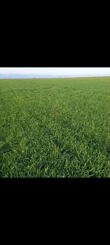 bişkekdə mənzil kirayələyərəm: 700 sot, Kənd təsərrüfatı, Maklerlər narahat etməsin, Kupça (Çıxarış) — 2