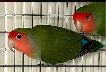 Agapornis (Sevgi quşları) – cüt - Növ: Agapornis roseicollis (Sevgi