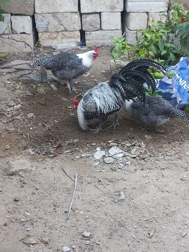 hunduşqa satışı: Toyuq cücələri, Damazlıq — 3