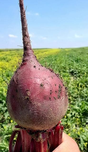 quru süd satışı: Sahədən birbaşa satış! Bərdə rayon Soganverdiler kəndində təzə və tam — 4