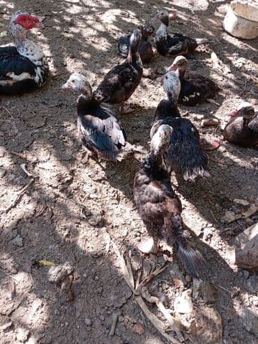 Gəmiricilər: Erkək, | Lal ördək, Ətlik, Ünvandan götürmə — 3