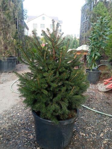 sumax ağacı: Yeni il şamları Pixta və Kremlovski təbii şamlar dibçəkdə topdan en — 21