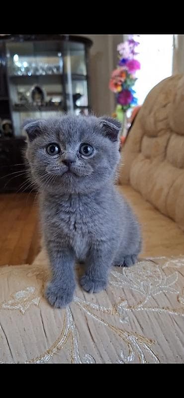 haski balasi satilir: Şinşilla, Dişi — 2