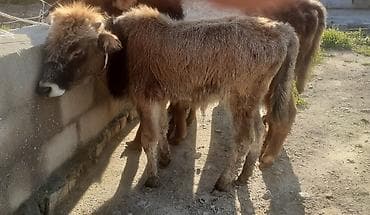 it satisi balaca: Dana, buzov, Erkək, ay: 1, 100 kq, Ətlik, Ünvandan götürmə, Ödənişli çatdırılma — 1