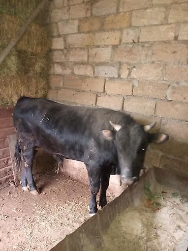 cuce ve xoruz: Qara rəngli erkək dananın satışı - Növ: yerli mal-qara, erkək dana - — 2