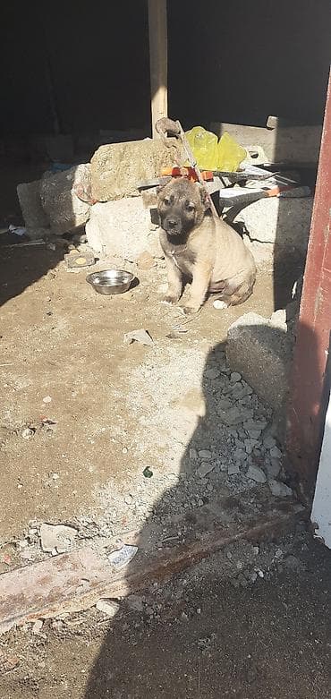 it adlari disi: Kanqal, 1 ay, Erkek — 5