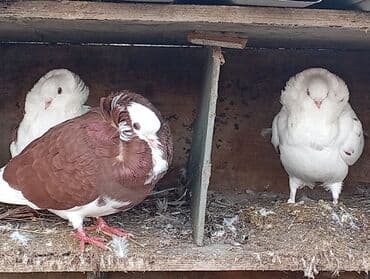 Aş qazanı: Salam Yakabinler tecli satlir raynda diye baxa bilmirem ucuz verem — 7