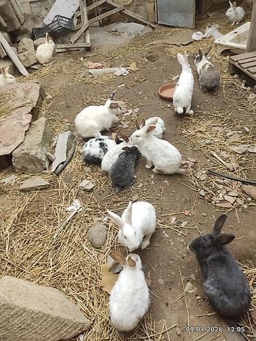 Inəklər, öküzlər: Dovşanlar – müxtəlif rəng və ölçülərdə - Növ: ev dovşanları - — 3