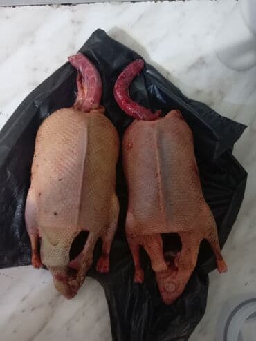 Turşular: Çöl ötdəyi : Yaşılbaşdır cütü 36 man. (təkdə satılır) Yaxşı iri — 1