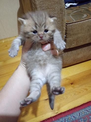 bala xaski: Britan, Erkək, Yaxşı əllərə, Ünvandan götürmə — 10