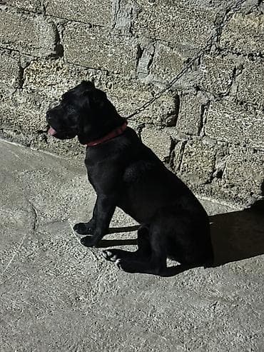 İtlər: Kane-Korso, 7 ay, Dişi, Ödənişli çatdırılma — 2